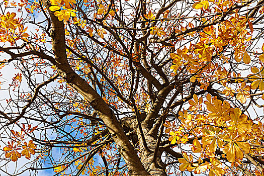 树,黄色,秋天,离开