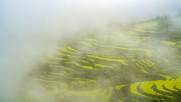 重庆酉阳,小雨晨雾满山涧,金波道道秀梯田