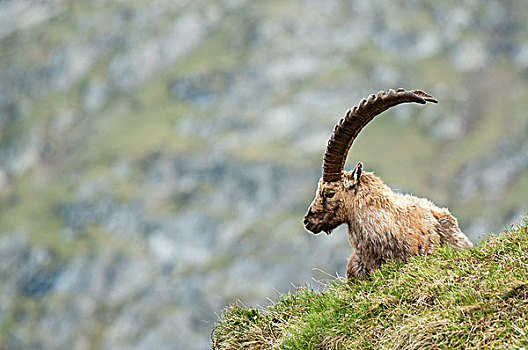 高山,野山羊,上陶恩山国家公园,卡林西亚,奥地利,欧洲