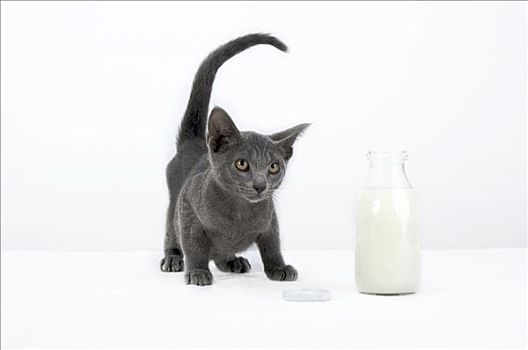 小猫,蓝色,外套,奶瓶