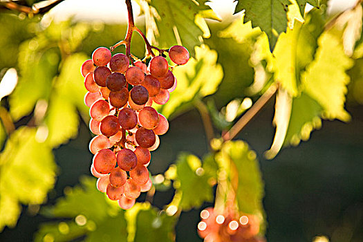 黑比诺葡萄酒,葡萄,葡萄园,尼亚加拉半岛,靠近,安大略省,加拿大
