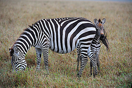 斑马,马,母马,小马,隐藏,后面,看,马赛马拉国家保护区,肯尼亚,非洲