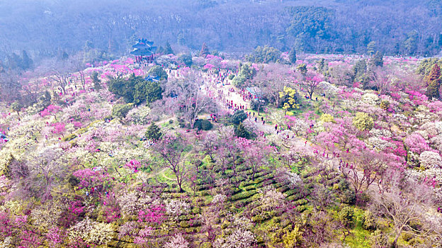 南京梅花山风光