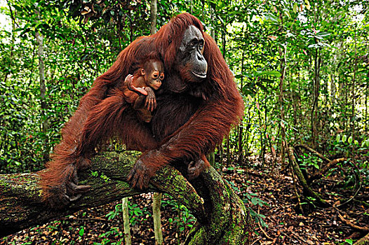 猩猩,黑猩猩,室内,露营,檀中埠廷国立公园,婆罗洲,印度尼西亚
