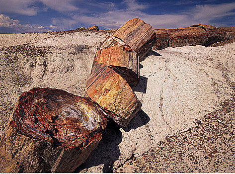 木化石,石化森林国家公园,亚利桑那,美国