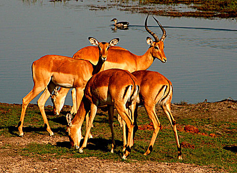 四个,黑斑羚,河边,乔贝国家公园,博茨瓦纳