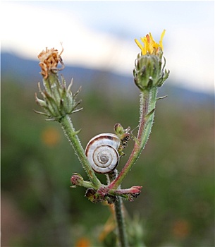 蜗牛壳,两个,花