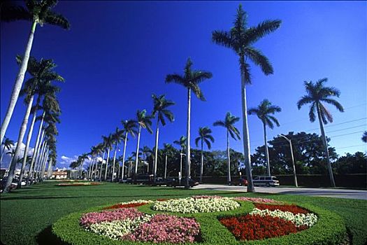 棕榈树,棕榈海滩,佛罗里达,美国