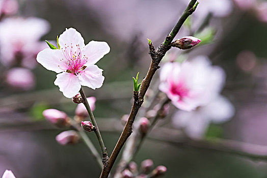 盛开的海棠花