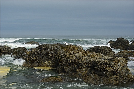 海鸥,情侣,岩石上,太平洋海岸,俄勒冈