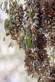 帝王蝶,南加州,美国