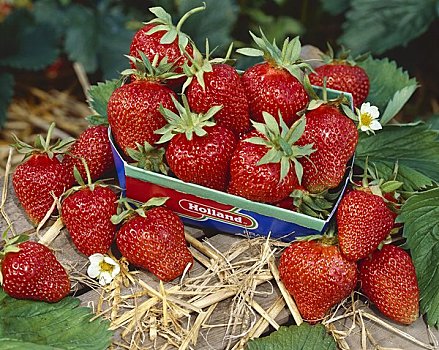 成熟,草莓,纸板,扁篮