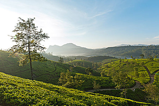茶园,乡村,奴娃拉伊利雅,中央省,斯里兰卡,亚洲