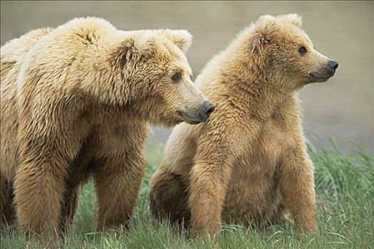 大灰熊,棕熊,母兽,女性,幼兽,卡特麦国家公园,阿拉斯加