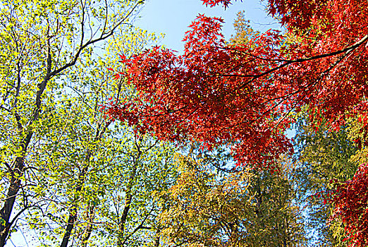 无锡锡惠公园红叶
