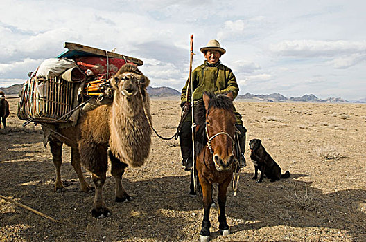 游牧,移动,露营,骆驼