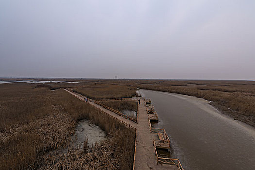 东营黄河入海口湿地