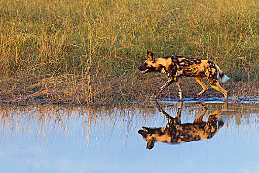 野狗,非洲野犬属,走,草,靠近,水潭,奥卡万戈三角洲,博茨瓦纳,非洲