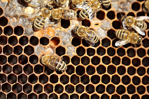 蜜蜂,供给,窝