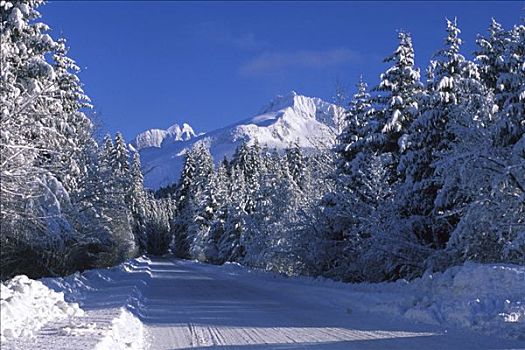 雪路,沿岸,东南阿拉斯加,冬天,景色