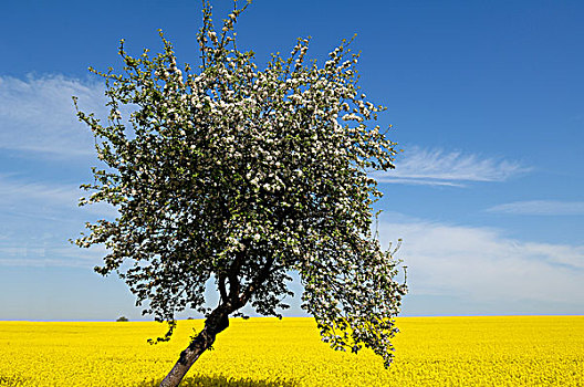 花,苹果,树,油菜,地点,背影,蓝天,梅克伦堡前波莫瑞州,德国,欧洲