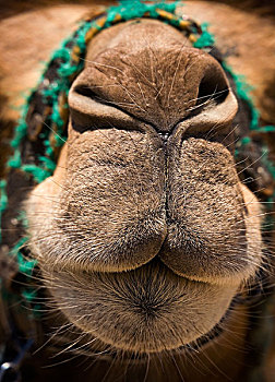 骆驼,卡帕多西亚,土耳其