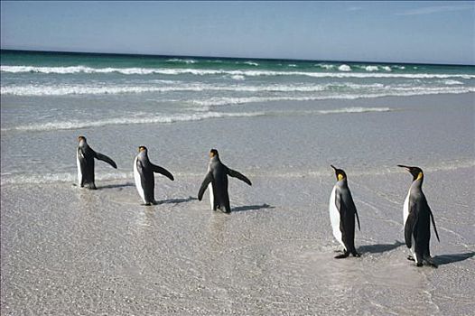 帝企鹅,通勤,降落,海滩,靠近,生物群,自愿角,福克兰群岛