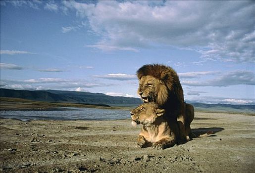 非洲狮,狮子,伴侣,交配,塞伦盖蒂国家公园,坦桑尼亚