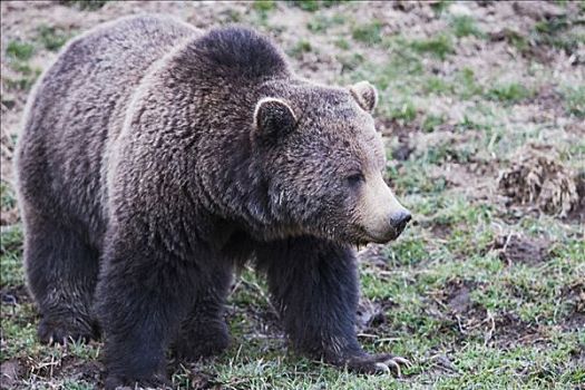 棕熊,国家公园,黄石国家公园,怀俄明,美国