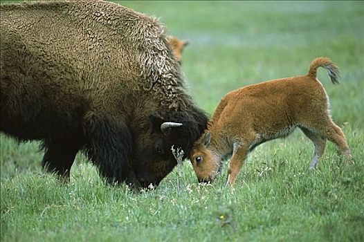 美洲野牛,野牛,母牛,幼兽,玩,黄石国家公园,蒙大拿