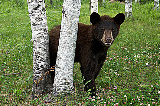 野生,雄性,黑熊,美洲黑熊,站立,靠近,白杨,睡觉,巨大,省立公园,安大略省,加拿大