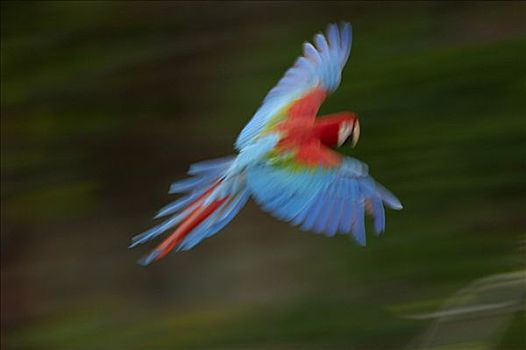 红绿金刚鹦鹉,绿翅金刚鹦鹉,飞,栖息地,南马托格罗索州,巴西,南美