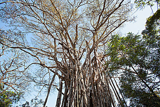 巨大,榕属植物,树,靠近,蓬塔雷纳斯,哥斯达黎加