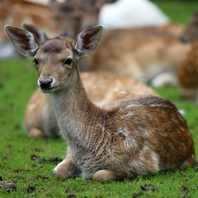 鹿,头像图片_鹿,头像高清图片_全景视觉