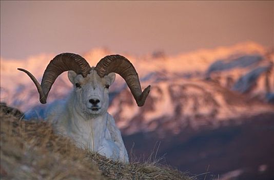野大白羊,公羊,躺着,山坡,德纳里国家公园,阿拉斯加山脉,室内