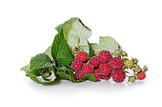 新鲜,树莓,隔绝,白色背景