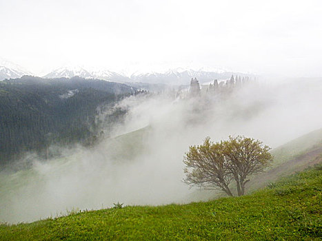 云雾天山