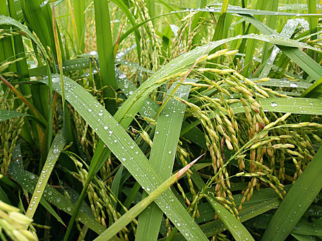 雨天稻田天,稻穗