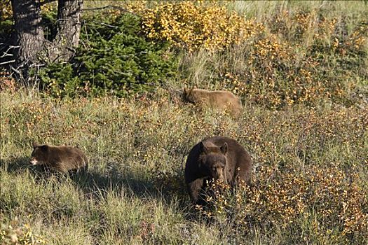 雌性,黑熊,幼兽,瓦特顿湖国家公园,艾伯塔省,加拿大