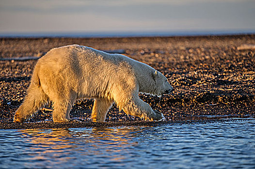 北极熊,砾石,岛屿,波弗特,海洋,阿拉斯加,美国