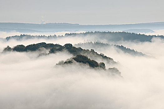 雾,树林,山,风景,迈特拉赫,萨尔州,德国