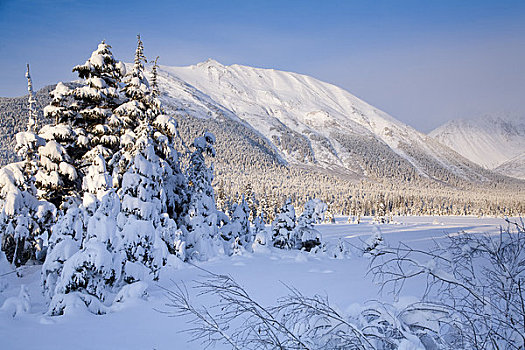 冬天,景色,雪盖,云杉,楚加奇山,靠近,阿拉斯加