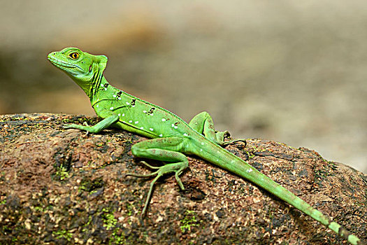 绿色,一对,雌性,树干,哥斯达黎加,中美洲