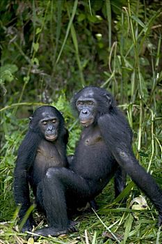 倭黑猩猩,黑猩猩,刚果