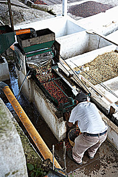 咖啡豆,庄园,远景,咖啡种植园,水,危地马拉