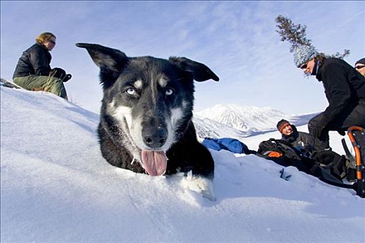 阿拉斯加,哈士奇犬,正面,远足,克卢恩国家公园,湖,育空地区,加拿大,北美