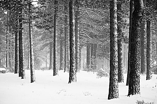 黑色,白色,树干,雪,树林,冬天,里诺,内华达,美国