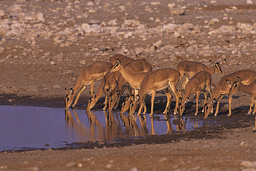 非洲,纳米比亚,埃托沙国家公园,黑斑羚,水潭