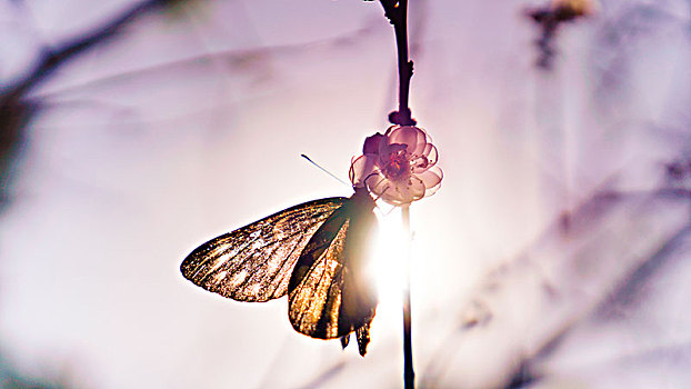 阳光下的蝴蝶
