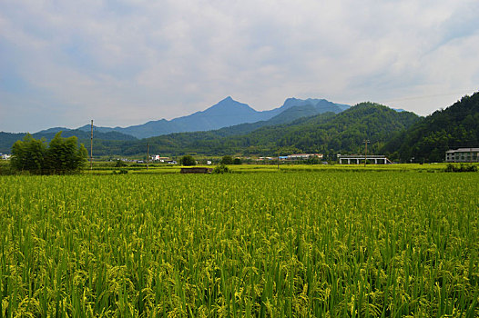 田园风光